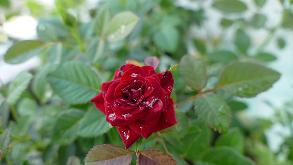 Free Flower Rose photo and picture