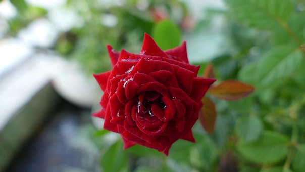 Free Flower Flower Wallpaper photo and picture