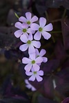 purple flowers, anthurium, wildflowers