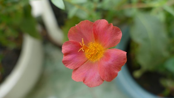 Free Portulaca Grandiflora Flower photo and picture