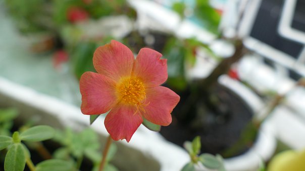 Free Portulaca Grandiflora Flower photo and picture