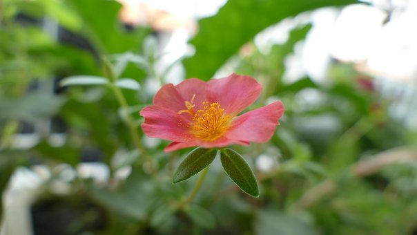 Free Portulaca Grandiflora Flower Wallpaper photo and picture