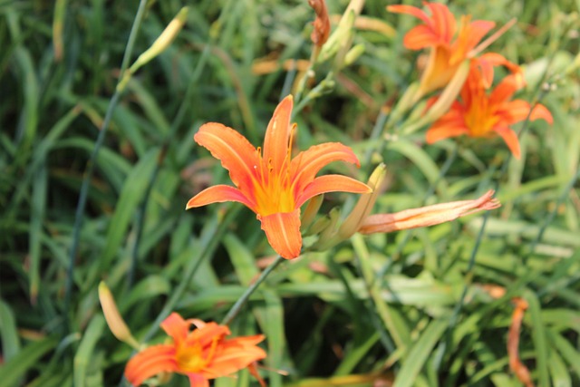 Free Flower Nature photo and picture