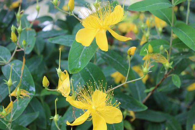 Free Yellow Flower Green Leaves photo and picture