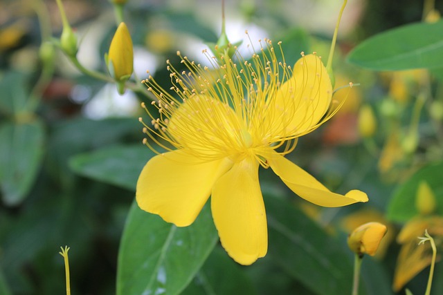Free Flowers Nature photo and picture