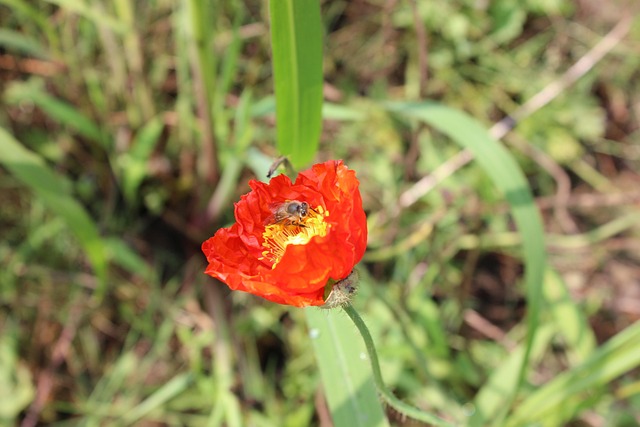 Free Red Flowers Bee photo and picture