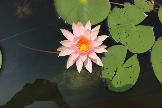 Free Water Lily Pink Lotus Leaf photo and picture