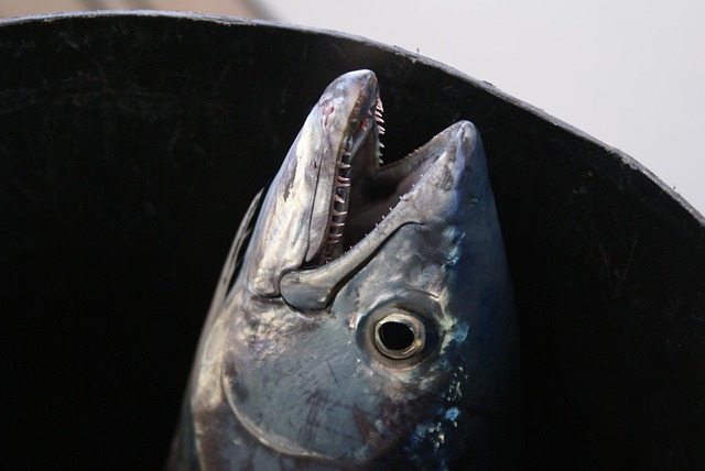 Free Greece Fish photo and picture