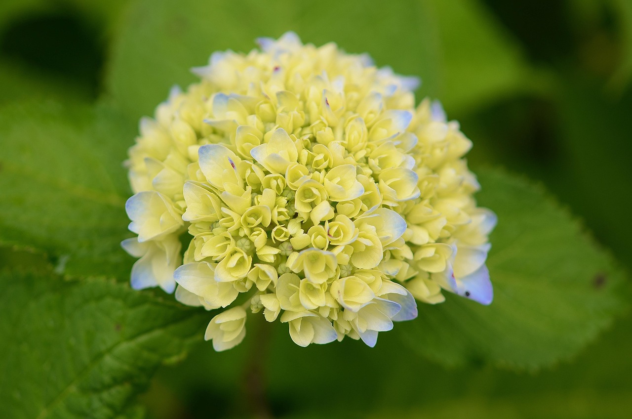 绿叶子花叫什么 flower-2764434_1280.jpg