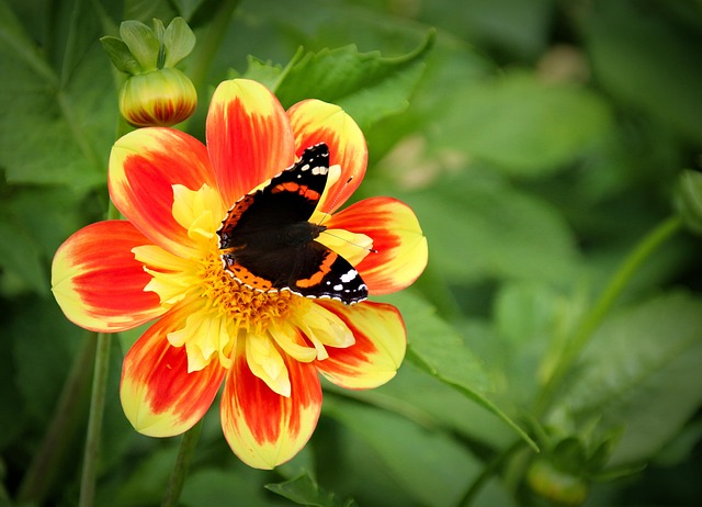 Pflanze, Blume, Natur, Blüte