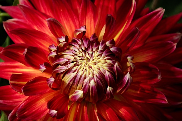 Pflanze, Blume, Schöne Blumen, Natur