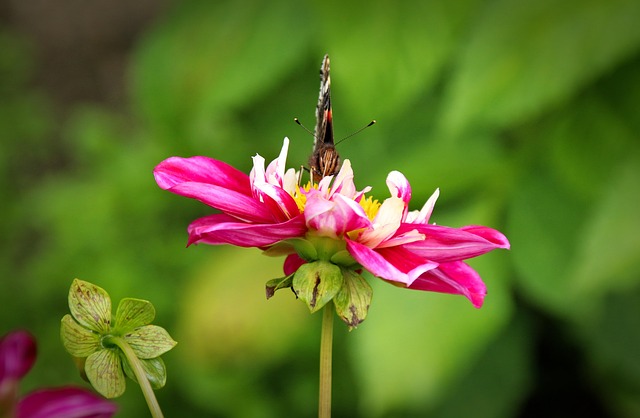 Pflanze, Blume, Natur, Blüte, Rosa Blume