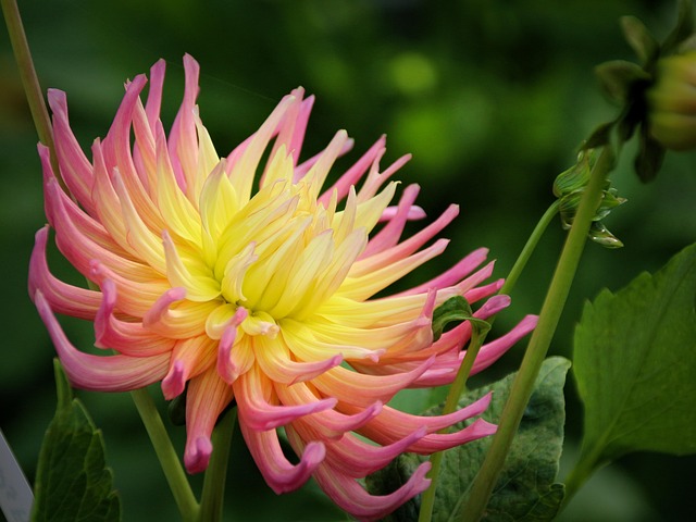 Pflanze, Blume, Blumentapete