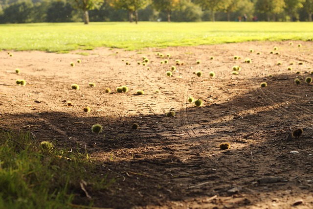 Free Dirt Autumn photo and picture