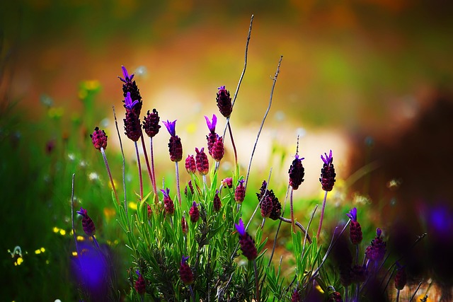 Free Flower Nature photo and picture