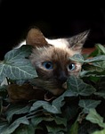 cat, burmese, blue eyes