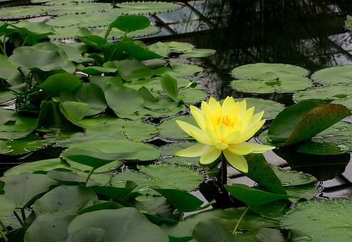 Free Water Lily photo and picture