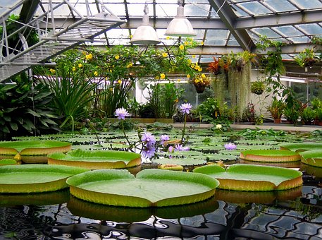 Free Water Lily Victoria photo and picture
