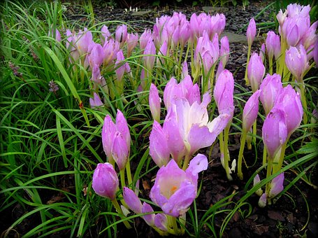 Free Saffron Crocus photo and picture