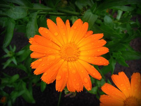 Free Calendula Marigold photo and picture