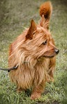 cairn terrier, dog, hundeportrait