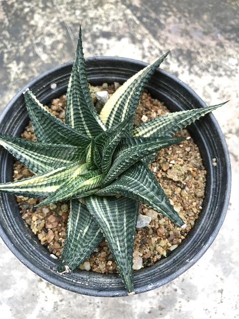 Free Sansevieria Plant photo and picture