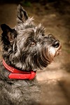 cairn terrier, grey, animal shelter