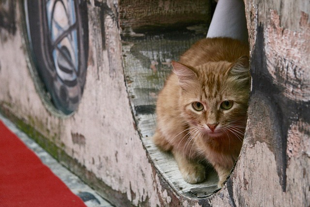Free Cat Male photo and picture