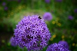 bee, flower, plant