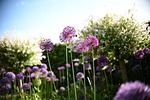 bee, flower, plant