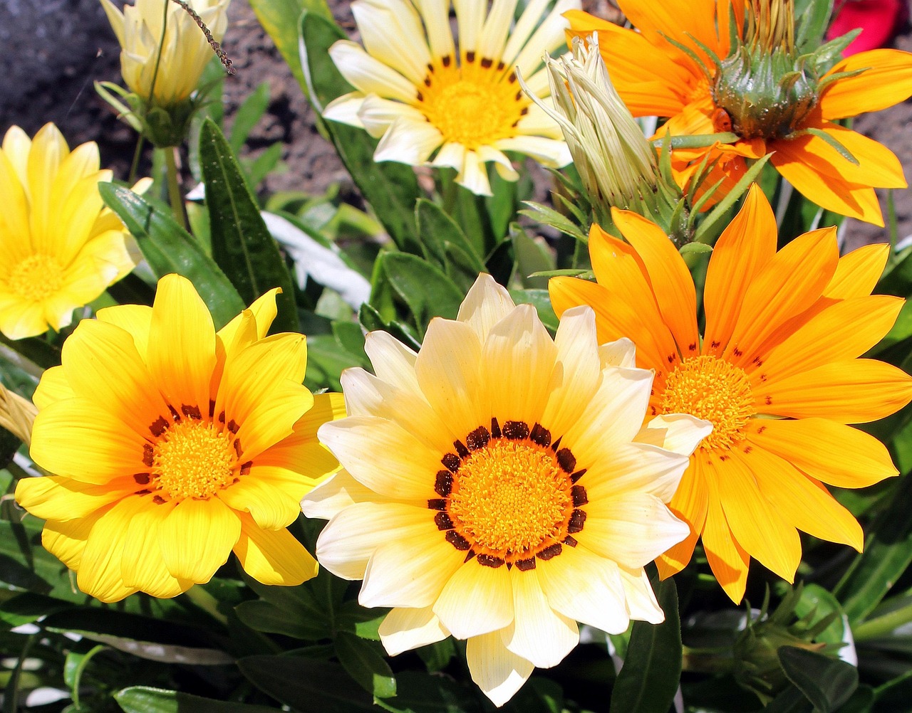Fleurs Jardin Maison - Photo gratuite sur Pixabay - Pixabay
