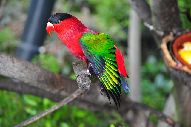 Free Bird Tropics photo and picture