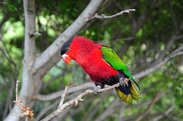 Free Bird Tropics photo and picture