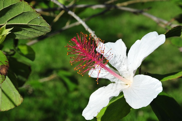 Free Blossom Bloom photo and picture