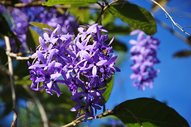 Free Blossom Bloom photo and picture