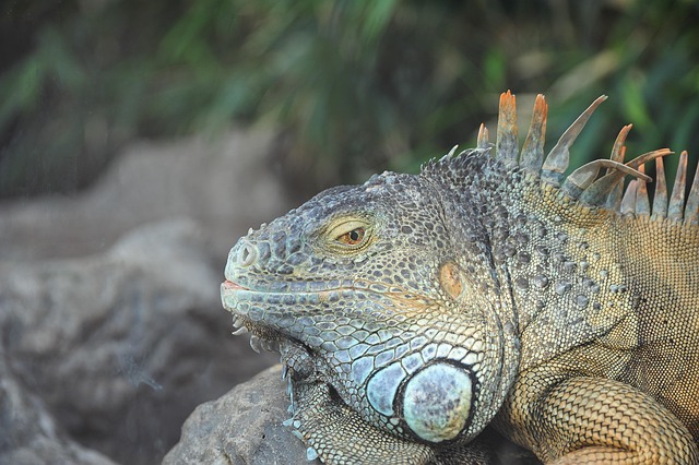 Free Lizard Tropics photo and picture