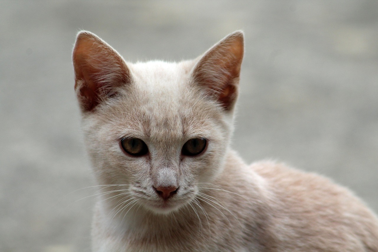 Cat Feline Felines Free photo on Pixabay