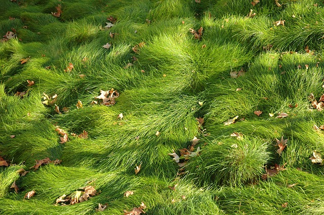 Free Meadow Natural photo and picture