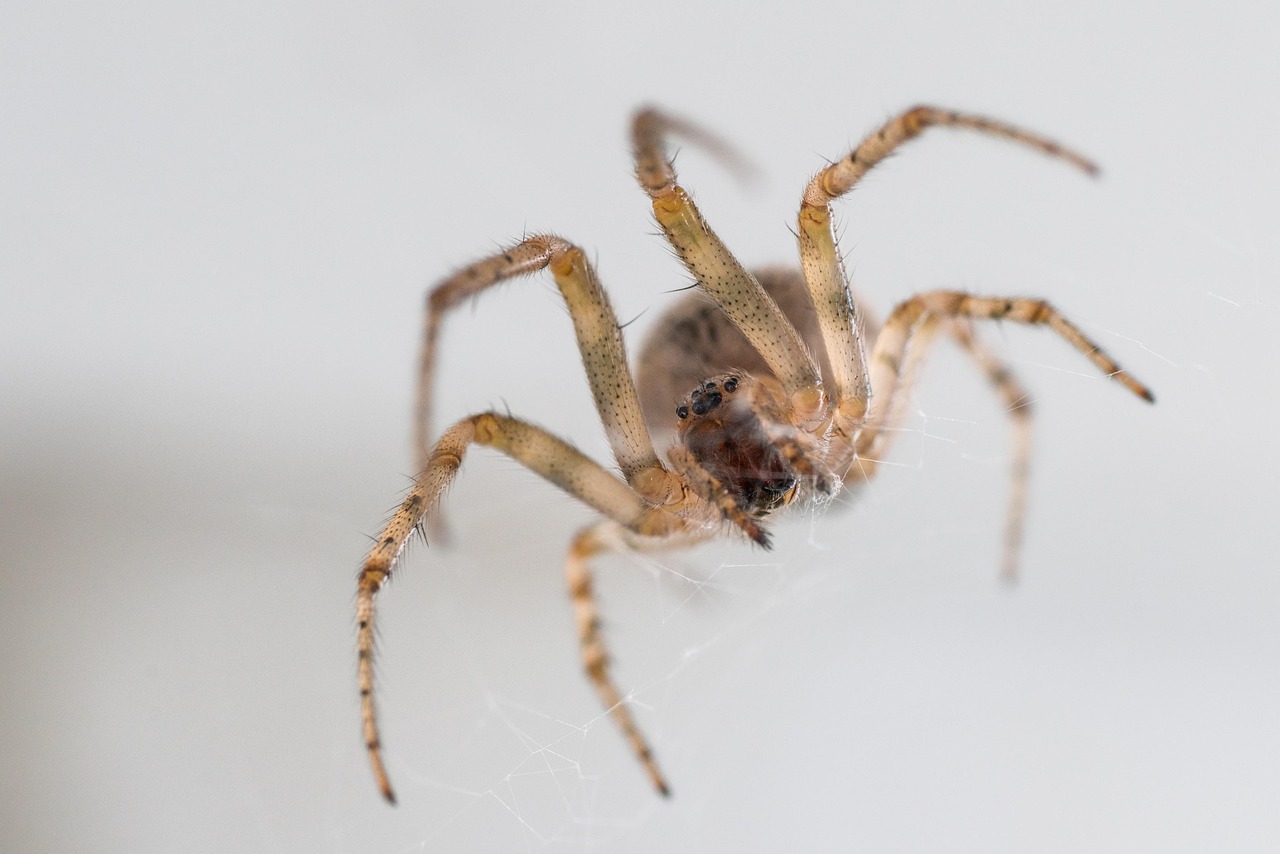 Más de 100 imágenes gratis de Ojos De La Araña y Araña - Pixabay