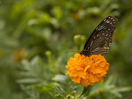 Free Butterfly Flower photo and picture