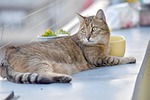 kitten, cat, flower pot