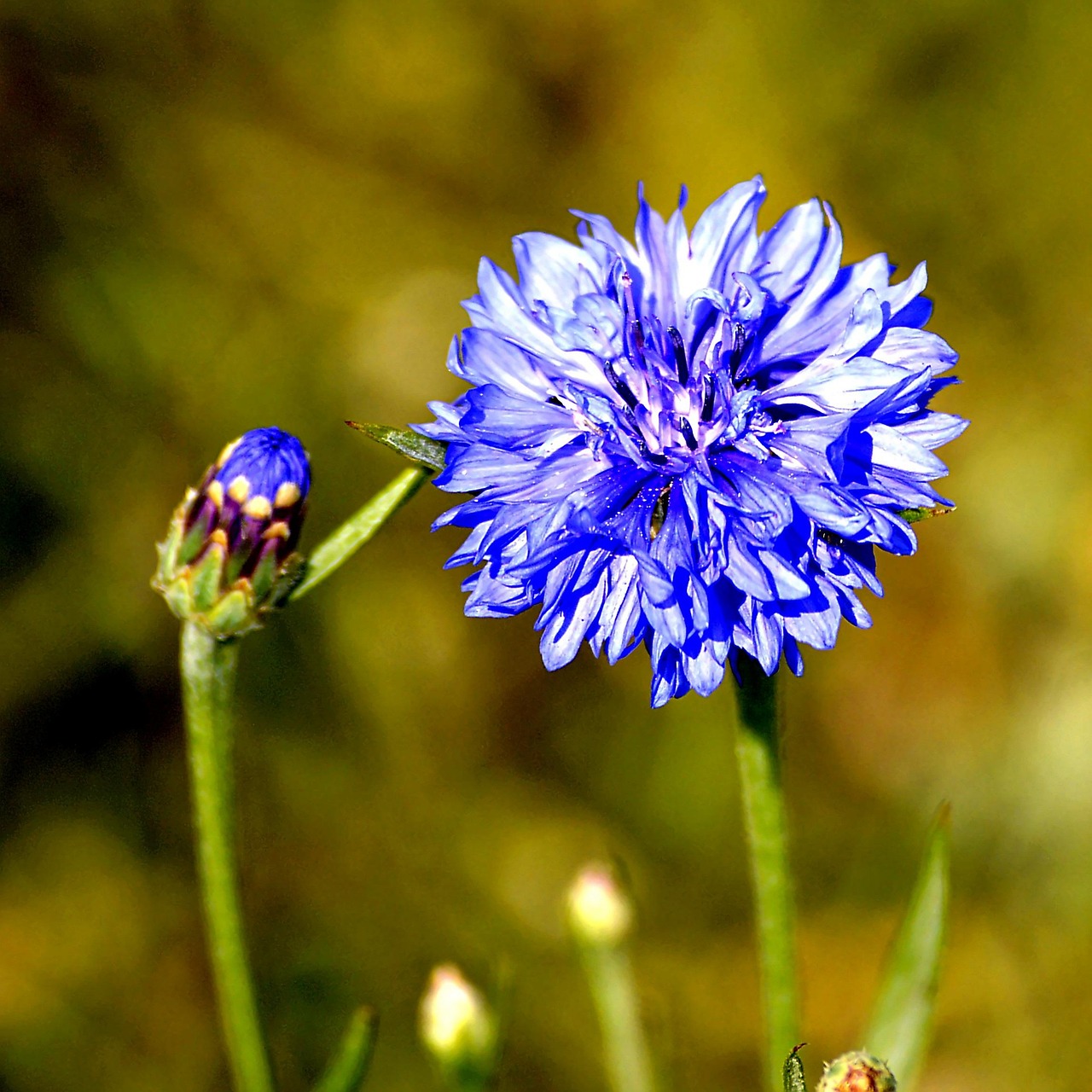 Kornblume Blüte Flora - Kostenloses Foto auf Pixabay