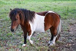 shetland pony, small horse, color walk