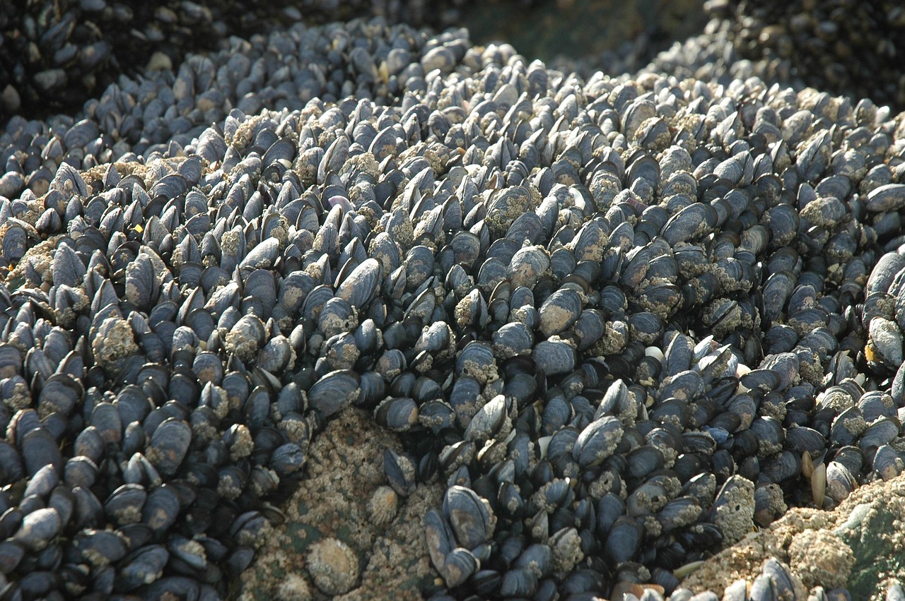 Shellfish Rock Coast Free photo on Pixabay Pixabay