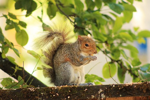 Free Squirrel Nature photo and picture