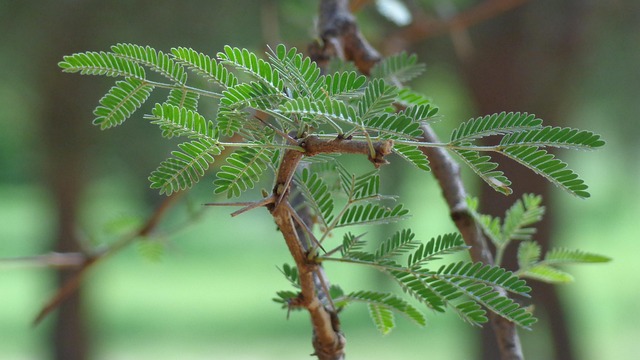 Free Nature Plant photo and picture
