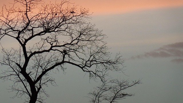 Free Trees Evening photo and picture