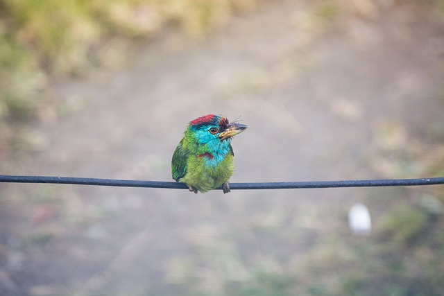 Free Bird Wire photo and picture