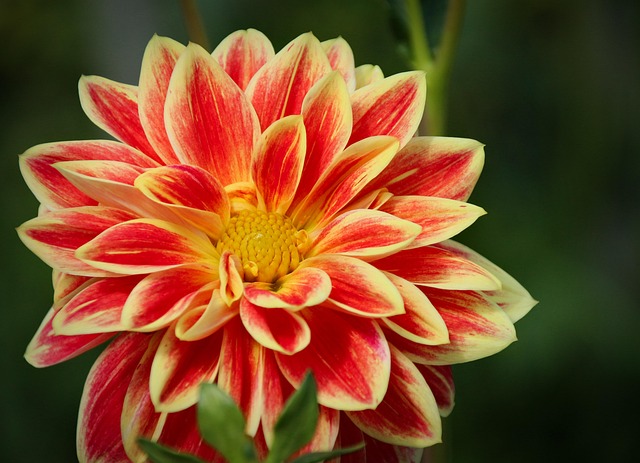 Blume, Pflanze, Blumentapete, Dahlie