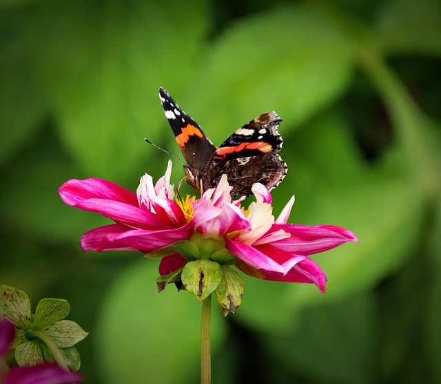 Blume, Pflanze, Natur, Blüte